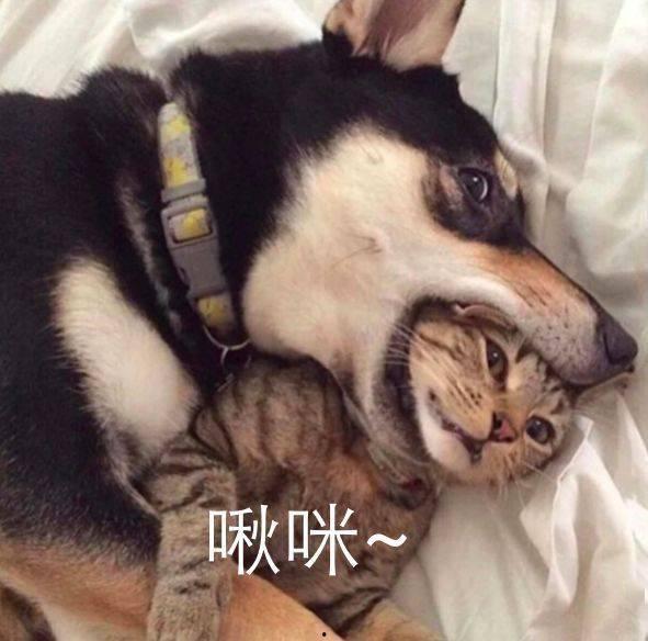 二哈吃瓜娱乐圈百度云,娱乐圈风云录  第1张